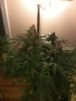 Imagen de drsizzurp69 (Blue Widow)