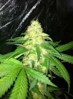 Imagen de drsizzurp69 (Blue Widow)