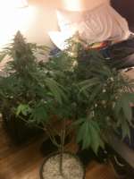 Imagen de drsizzurp69 (Blue Widow)