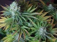 Imagen de myface (Blue Widow)