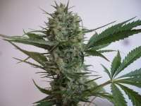 Dinafem Blue Widow - foto de merlin