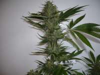 Dinafem Blue Widow - foto de merlin