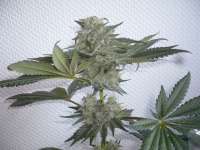 Dinafem Bubba Kush - foto de merlin