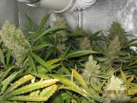 Dinafem Critical Jack - foto de guerillagrower