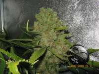 Dinafem Critical Jack - foto de guerillagrower