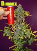 Dinafem Dinamex Autoflowering - foto de StrainTrain