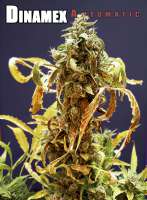 Dinafem Dinamex Autoflowering - foto de StrainTrain