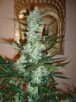 Imagen de merlin (Moby Dick Autoflowering)