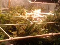 Imagen de sabber (Moby Dick Autoflowering)