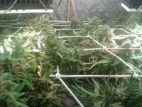 Imagen de sabber (Moby Dick Autoflowering)