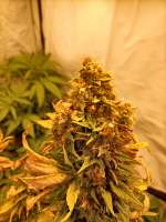 Dinafem Moby Dick CBD - foto de Plantie