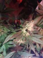 Dinafem Moby Dick #2 - foto de BuddyJunior420