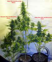 Imagen de hoppmann (Moby Dick XXL Autoflowering)