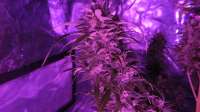 Imagen de ThinkDifferent (Moby Dick XXL Autoflowering)