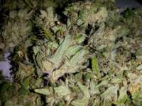 Imagen de GHornet (OG Kush)