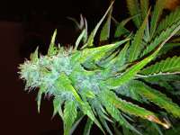 Imagen de Fluffyhead22 (OG Kush)