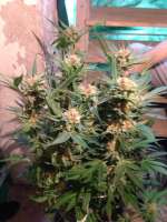 Imagen de FaV51 (Power Kush)