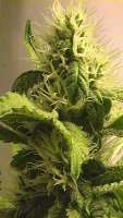 Imagen de billye (Power Kush)