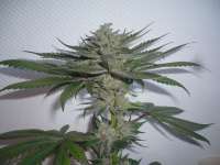 Imagen de merlin (Purple Afghan Kush)