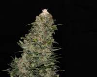 Dinafem Quick Critical + - foto de flashgordon