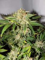 Dinafem Remo Chemo - foto de lesavoirestunearme7Z