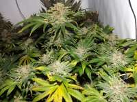 Dinafem Remo Chemo - foto de lesavoirestunearme7Z