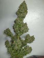 Dinafem White Widow - foto de tencer