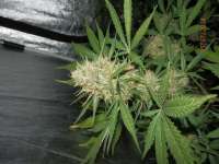 Dinafem White Widow Autoflowering - foto de djcgio