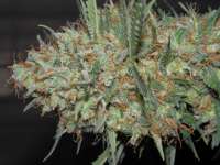 Dinafem White Widow Autoflowering - foto de djcgio