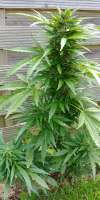 Imagen de Padbabs (White Widow XXL Autoflowering)