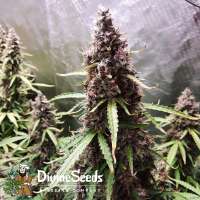 Divine Seeds Auto Black Opium - foto de DivineSeedsSupport