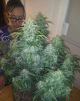 Divine Seeds Auto White Russian - foto de DivineSeedsSupport