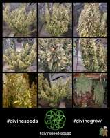 Divine Seeds Mazar - foto de DivineSeedsSupport