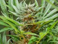 Dman Seeds Stellar Collision - foto de pupilfam