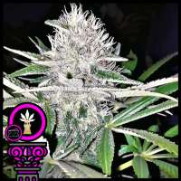 Domus Seeds Blue Cheese - foto de DomusSeeds