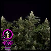 Domus Seeds Critical Kush - foto de DomusSeeds