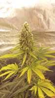 Dopamine Seeds Afghan Lemon - foto de soton