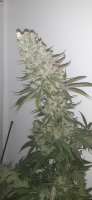 Dr. Greenthumb Trainwreck - foto de AntidoteMan