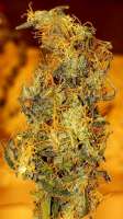 Dr. Krippling Seeds Incredible Bulk Auto - foto de Tgg5765