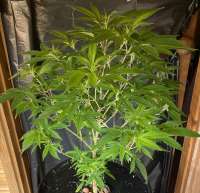 Dr. Krippling Seeds The Incredible Bulk - foto de sam1only1