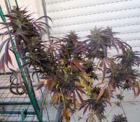 Dr. Underground PainKiller - foto de hemp47