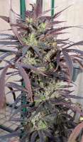 Dr. Underground PainKiller - foto de hemp47