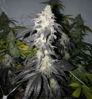 Drohammad Seeds Sureshot - foto de Getmo