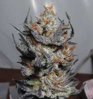 Drohammad Seeds Sureshot - foto de Getmo