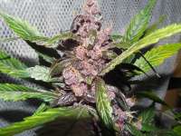 Imagen de frankfaux (AutoBlackberry Kush)