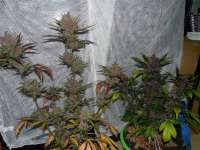 Imagen de frankfaux (AutoBlackberry Kush)