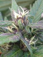 Imagen de dieselhaze (AutoBlackberry Kush)