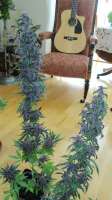 Imagen de scoobysnax (AutoBlackberry Kush)