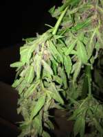 Imagen de dieselhaze (AutoBlackberry Kush)