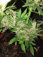 Imagen de dieselhaze (AutoBlackberry Kush)